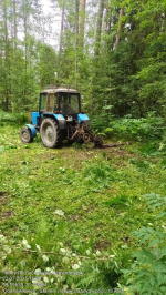 Семь лесничеств Ленобласти вышли на борьбу с борщевиком