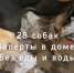 Волонтеры спасли почти 30 собак, брошенных без еды и воды под Гатчиной - 47Channel.Ru