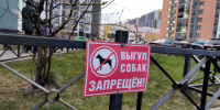 СК выясняет, собаки какого мигранта угрожают прохожим под Мгой - 47 новостей