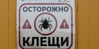 И не думают спать. У клещей почти 1,2 тысячи жертв в Петербурге и Ленобласти за неделю - 47 новостей