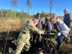 В Лодейном Поле высадили 3 тысячи сеянцев сосны