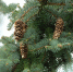 В Приозерском районе стартовала масштабная лесовосстановительная акция - ЛенТВ24