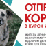 Жители Ленобласти могут помочь приютам для животных в Курске и Енакиево - 47Channel.Ru