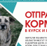 Сбор кормов для животных из приютов Курска и Енакиево - Единая Россия
