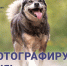 Мониторинг безнадзорных животных в Ленинградской области - Управление ветеринарии