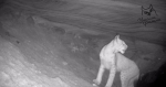 В Ленобласти фотоловушка запечатлела любопытную рысь