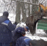 В Павловском парке завершили посадку крупномерных деревьев на дорожках и аллеях - Online47.Ru