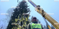 В Ленобласти спилили елку, которую установят на Дворцовой площади - ЛенТВ24