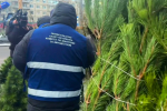 В Петербурге ищут нелегальные елочные базары. Пару уже закрыли 
