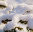 До -14 ночью и до -5 днем: прогноз погоды в Ленобласти на 24 декабря - ЛенТВ24