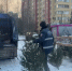 Ревизор приходит дважды. В Петербурге у продавцов-нелегалов забрали 250 елок - 47 новостей