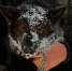 В Ленинградской области зарегистрировали почти 90 тысяч собак - Online47.Ru