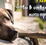В Ленобласти 5 тысяч животных нашли дом благодаря проекту «Мы в ответе за тех, кого приручили!» - ЛенТВ24
