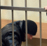 В Петербурге арестованы охранники после фатального задержания покупателя в "Сити Молле"  - 47 новостей