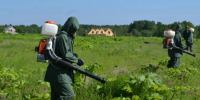 Ленобласть готова дать больше на борщевик. Ждут заявок от поселений - 47 новостей