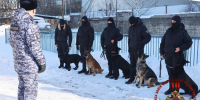 От спаниелей до лабрадоров. В Росгвардии проверили навыки и упитанность хвостатых бойцов - 47 новостей