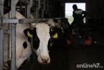 Ленобласть закрепилась в лидерах России по производству продукции животноводства за 2025 год — Петростат