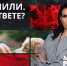 В России предложили ввести должность омбудсмена по защите животных - ЛенТВ24