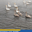 В Ленобласти закрывают часть заказников от посетителей. Птицам нужна тишина - 47 новостей