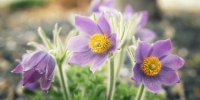 Солнечная и прохладная погода ждет жителей Ленобласти 9 апреля - 47Channel.Ru