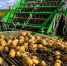 В Подмосковье построят производство по глубокой переработке картофеля - Журнал Сельскохозяйственные Вести