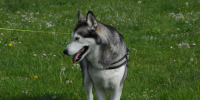 Всеволожский район: танцы с собаками - Газета Вести