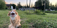 Бешенство в Ленобласти не появлялось почти 40 лет. Шесть уколов не пугают - 47 новостей