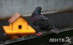 Атмосферный фронт принесет небольшие дожди в Ленобласть 13 апреля