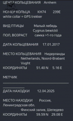 В Ленобласти заметили лебедя с нидерландским чипом