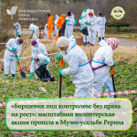 В музее-усадьбе Рериха 60 волонтеров вышли на борьбу с борщевиком