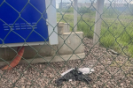 Еще одного подростка в Петербурге задержали за поджог трансформаторной будки