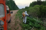 В комитете по АПК Ленинградской области обсудили координацию борьбы с борщевиком