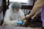 В Ленобласти определили лучшего ветеринарного фельдшера