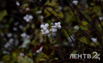 Ветреную и дождливую погоду пообещали жителям Ленобласти 17 июня