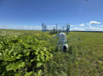 В Ленинградской области обсудили ход борьбы с борщевиком Сосновского и результаты проведённых обработок