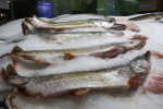 Врач назвала продукт, который надо есть до начала осени, чтобы укрепить иммунитет