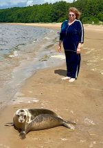 В море уплыл Марина Владимировна — очередной выпускник центра спасения тюленей