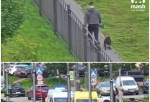 Питбуль напал на девочку в Санкт-Петербурге