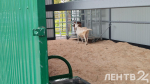 Карантинный центр временного содержания животных открыли в Бокситогорске