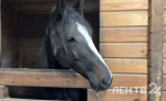 В Ленобласти отметили День сельскохозяйственных животных