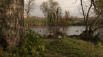 Редкую утку-мандаринку заметили на из водоемов в Петербурге