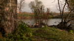 Экзотический гость Петербурга: на городском водоеме поселилась утка-мандаринка