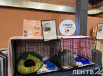 В «Брусницыне» прошел фестиваль «Путь домой» в поддержку приютов для животных